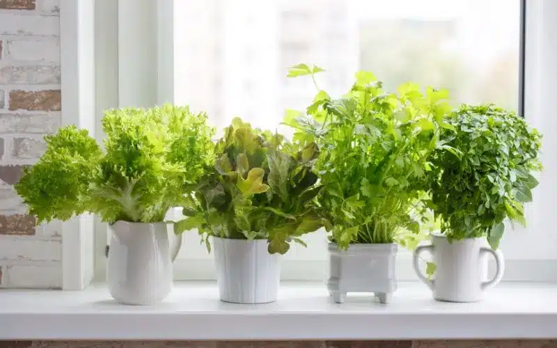 Herb Hydroponics